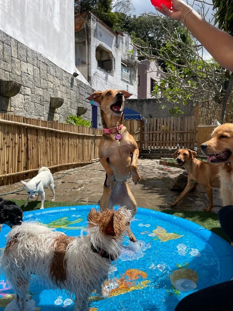 creche, daycare, dog