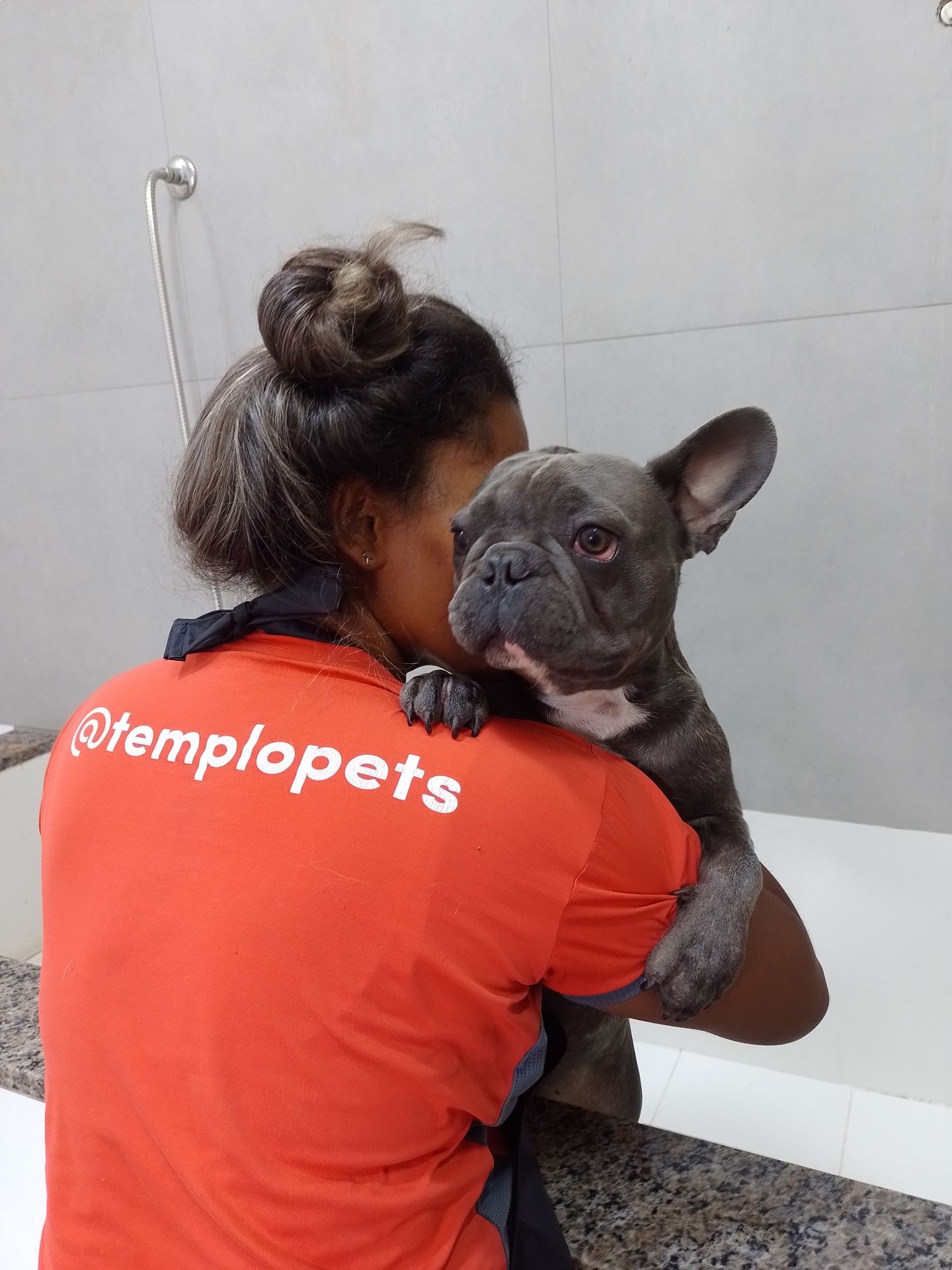 banho e tosa, grooming, dog