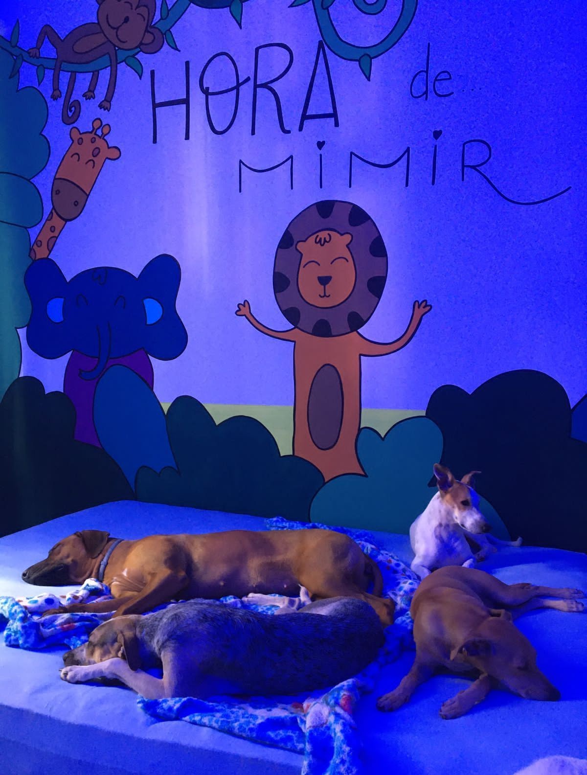 Hospedagem, hotel pet, dog hotel